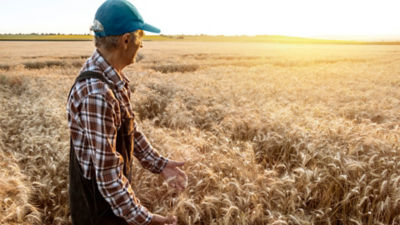 Food farmer, wheat fields