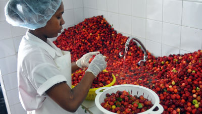 Girl rinsing Acerola cherries