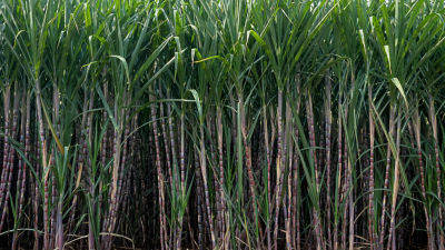 plants