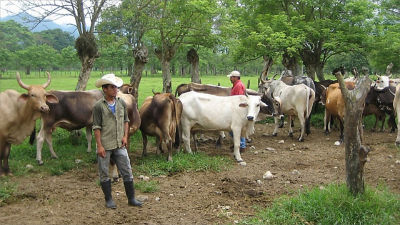 cow farmer