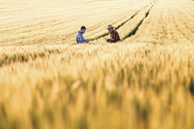 feild with farmers