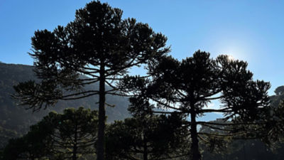 Alberi di Araucaria