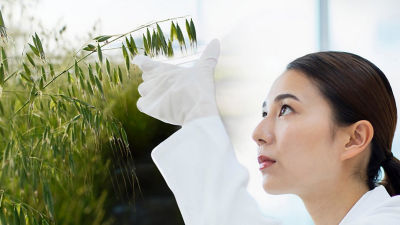 Cientista e campos de aveia