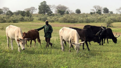 Farmer with cows