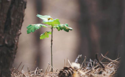 sustentabilidade ambiental cop 27