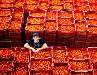 man in tomato production