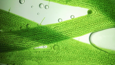 Algea in water, close up - new food