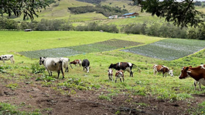 Cows in Colombia.