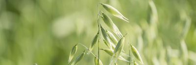 Unripe oat harvest