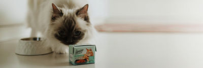 Gato y alimento para gatos en un envase de cartón Tetra Recart Mini de 100 ml