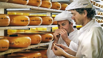 Cheesemakers checking cheese