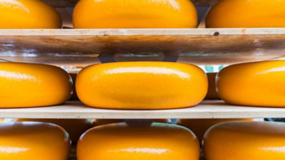 cheddar cheese