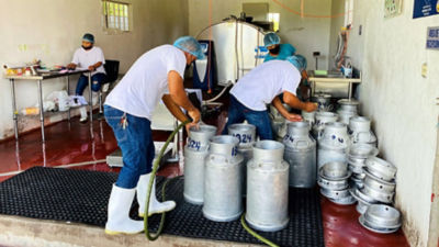 Cleaning milk cans