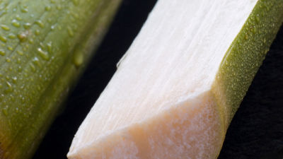 Canne à sucre