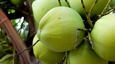 Coconuts in palm tree