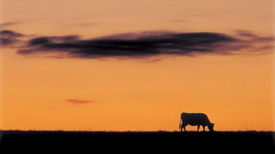 Cow grazing at sunset