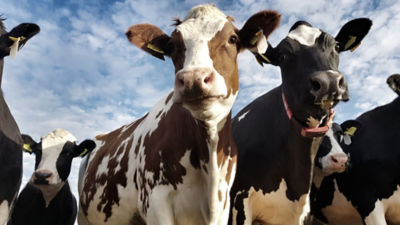 Cows