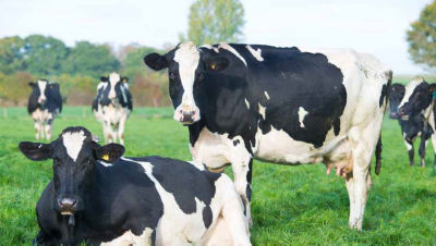 Vaches au pâturage