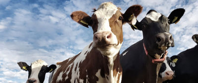 Close-up cows