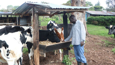 Smallholder dairy farmer with his cattle