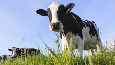 Vacas pastando