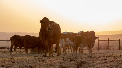 Cows grazing in sunrise