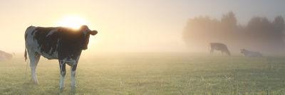 Vacas al amanecer