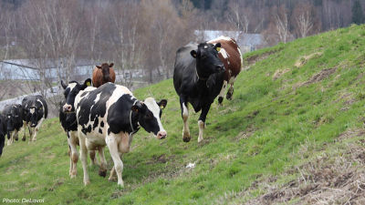 cows on field