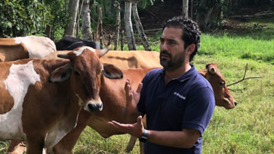 a person standing in a field with cows