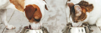 dos perros comiendo de tazones para perros 
