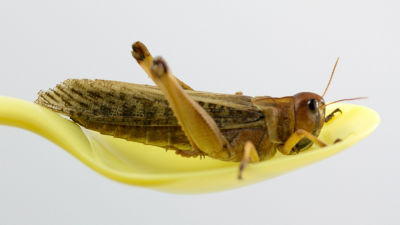 Edible insect on spoon