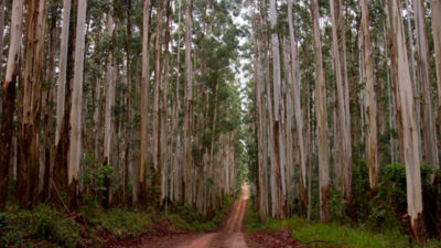 Eucalyptus plantation in Brazil