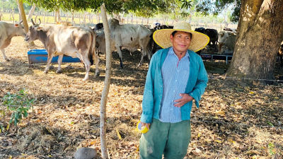 farmer with cows