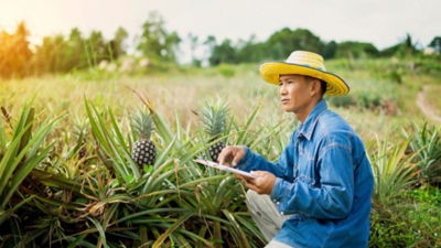 Pineapple farmer