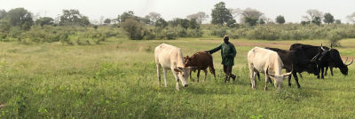 Un productor lechero con sus vacas en Senegal