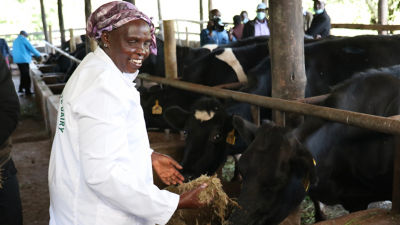 Farmer feeding cows, Dairy hub in Kenya