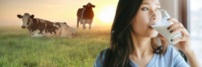 woman drinking milk with cow on background