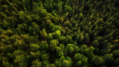 Forêt vue de dessus