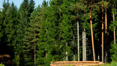fsc forest