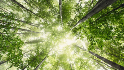 world environment day