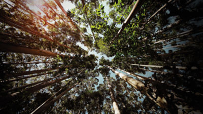 Trees through sunshine and blue sky in a forest in Brazil