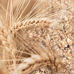 Grain