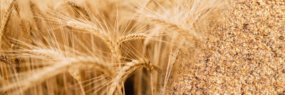 Grain and spent grain