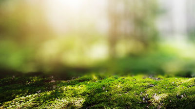 grass with trees in background