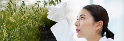 Growing oats in laboratory, woman examining the crops