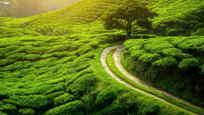 Green tea fields with a trees and a road