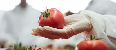 A hand holding a tomato