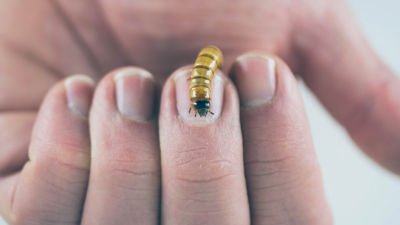 Hand holding a mealworm