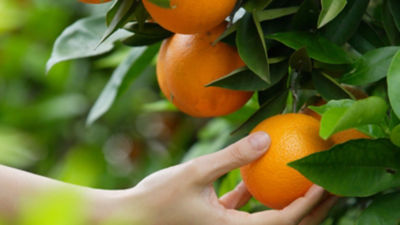 Oranges