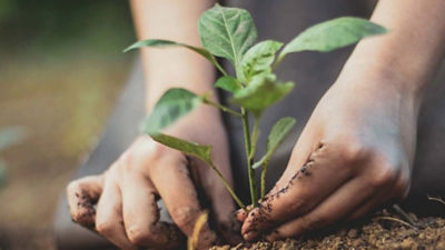 Hands planting tree